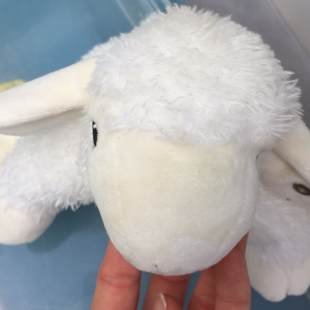 Stieff lamb